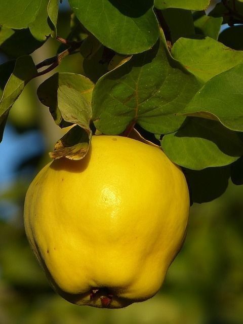 EKMEK AYVA FİDANI